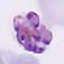 Plasmodium malariae